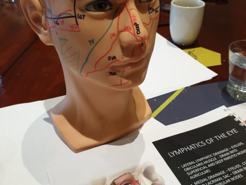 A training model showing lymphatics of the eye.